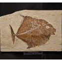 Pesce fossile Picnodonte