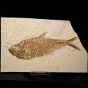 Diplomystus