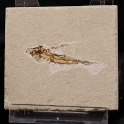 Exocoetoides