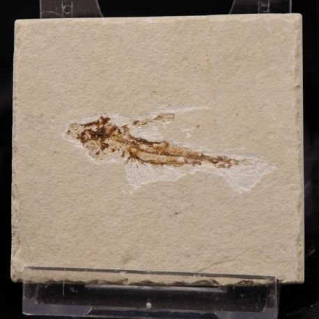 Exocoetoides