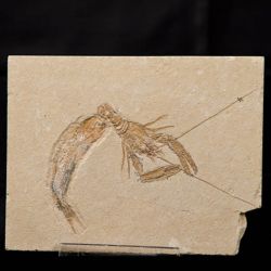 Pseudastacus