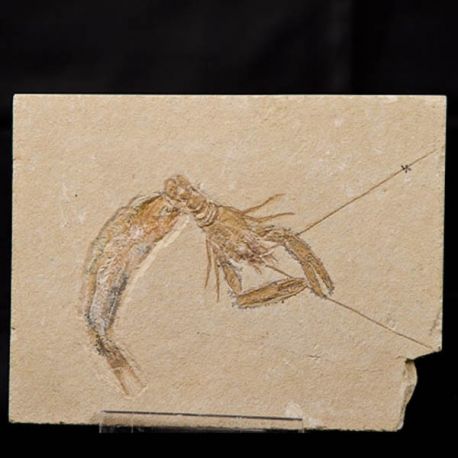 Pseudastacus
