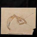Pseudastacus