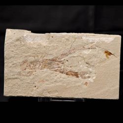 Pseudastacus