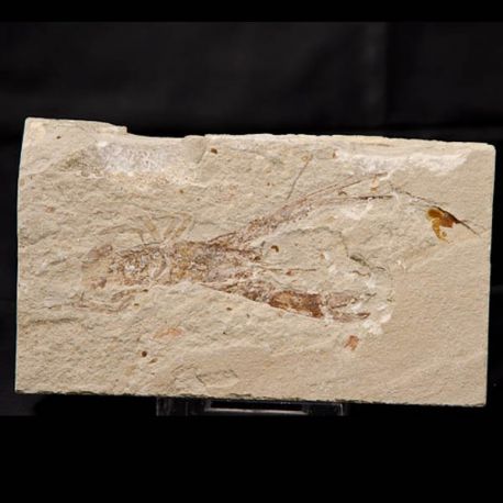Pseudastacus