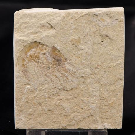 Carpopenaeus callirostris