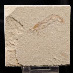 Carpopenaeus callirostris