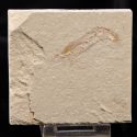 Carpopenaeus callirostris