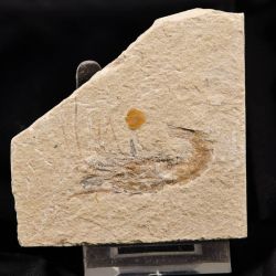 Carpopenaeus callirostris