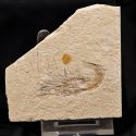 Carpopenaeus callirostris