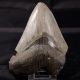 Dente fossile di squalo