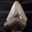 Dente fossile di squalo