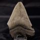 Dente fossile di squalo Charcarodon Megalodon
